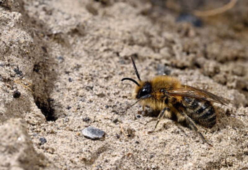 Workshop: Staudenbeet mit Sandarium und Insektenhotel