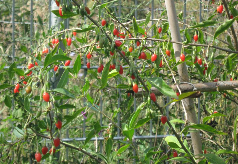 Gartenpflege - Grundkurs