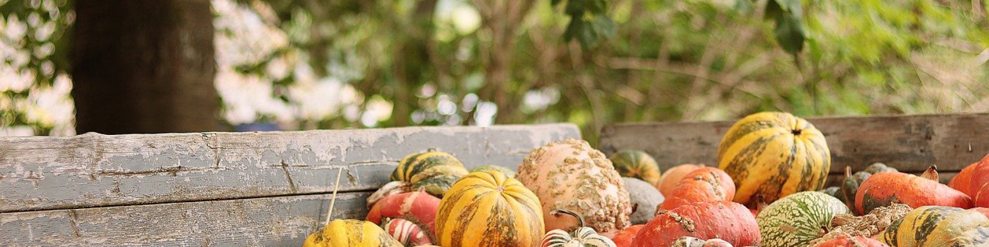 Sibirischer Blaustern unter Birke