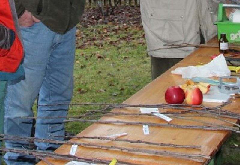 Veredlungskurs für Obstgehölze