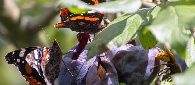 Abendvortrag "Natur im Garten - große Vielfalt auf kleinem Raum"