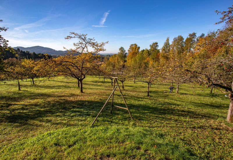 Führung / Workshop im Kreisobstlehrgarten