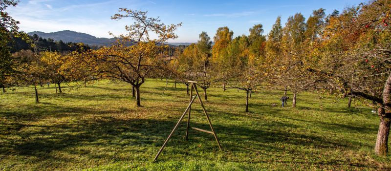 Führung / Workshop im Kreisobstlehrgarten